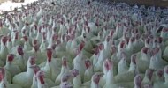 White Feather Farms Sell’s Bernard’s Fresh Free-Range Turkeys