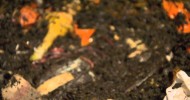 Worm bin video – not for the squeamish!