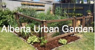 Alberta Urban Garden Frugal, Simple, Organic and Sustainable Gardening