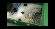 Aquaponics Philippines, Moving Bed Bio Filtration MBBF DIY, November 2011