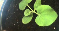 Cantaloupe transplant for balcony garden