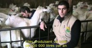 Dairy goat production – Troupeau de chèvres laitières