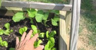 Garden Update #6 July 11th, 2011 – Raised Bed Vegetable Square Foot Gardening