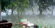 HAIL STORM,Beekeeping Tornado Weather,Beekeepers Honey Bees,Beehives,July Milledgeville Georgia