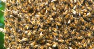 Honey Bee Swarm Behavior Up Close and Personal