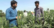 Organic-Okra -BHINDI with Plantonics | Organic fertilizer for Ladies Finger | Gujarat Bio