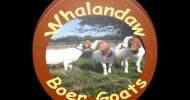 Whalandaw Boer Goat Breeders Yorkshire UK | Boer Meat Goats  | South African Boer Goat Breeding