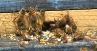 Yellowjacket raid on Honey Bee Hive