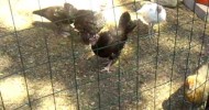 Barely 3 Month Old Turkeys learning to gobble