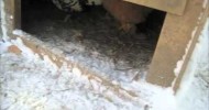 Chicken Coop 2′ of Snow – Homesteading