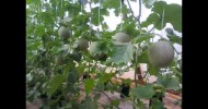 cultivation melon hydroponics dez14