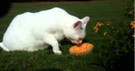 Cute cat eats cantaloupe in the garden