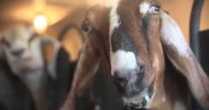 Farmers and their Technical Advisors: Mas-D-Tec mastitis tool for dairy goats