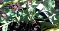 HARVESTING WORM CASTINGS TO FERTILIZE MY ORGANIC GARDEN   MAY 2011