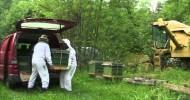 Moving bees