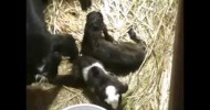 New Baby Nubian Kiko Goats | Homestead Kids