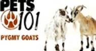 Pets 101- Pygmy Goats