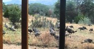 Rio Grande Turkeys Feeding