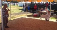 Terryville Fair 2013 Dairy Goat Show: Best Junior Doe in Sh