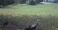 Turkeys and poults