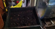 Worm-Bin in Basement: Vermicomposting