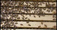 A Beekeeper’s Video