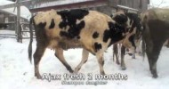 additional clips of Star Valley cattle for sale