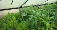 Aquaponics in Canberra – Winter ’12