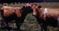 Dairy Farming: “Our Foster Mother, the Cow” 1947 Frith Films