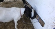 Dinner Time @ Lila Acres Boer Goats