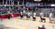 Eastern States Exposition/Big E 2014: 4-H Dairy Goat Show B