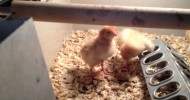 Freedom Ranger Chicks – 4 Days old