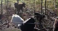 Goats In Neighbor’s Pasture #2 (03-09-2013) Part 1