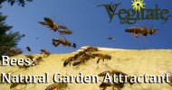 How to attract bees naturally.