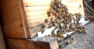 How To Prepare Honey Bee Hives For Winter