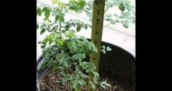 Moringa Organic Fertilizer,Eco Bio Plant Food