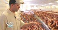 Organic Chicken Coop Tour of Wangsness Family Farm