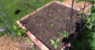 Organic Garden Tour, Rat’s Tail, Ants & Mint, Mexican Bean Beetle, Red of Florence Onion