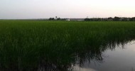 Pokkali Rice Organic Farming Rice Field in Ernakulam Kerala South India Video