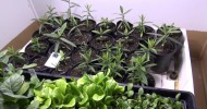 Raised bed Gardening 2012 and Milkweed update