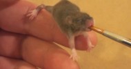 Raising a Baby Mouse 4/10 Feeding