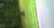 Turkeys eating a Snaake.