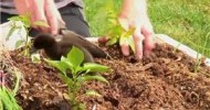 Vegetable Gardening : How to Plant Raised Vegetable Beds