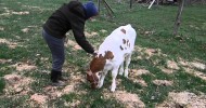 Ayrshire Calf at the Anderson’s Farm