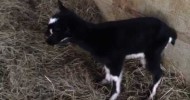 Baby goats – first girl of the season!