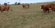 Bred heifers and young braford cows, two babies on the grou