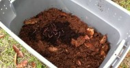 DIY Worm Bin Part 2: Adding the bedding and worms to the bin