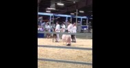 Eastern States Exposition/Big E 2013: Dairy Goat Show, Reco