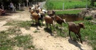 goats running back home @ UK Farm, Kluang