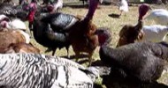 Heritage Turkeys